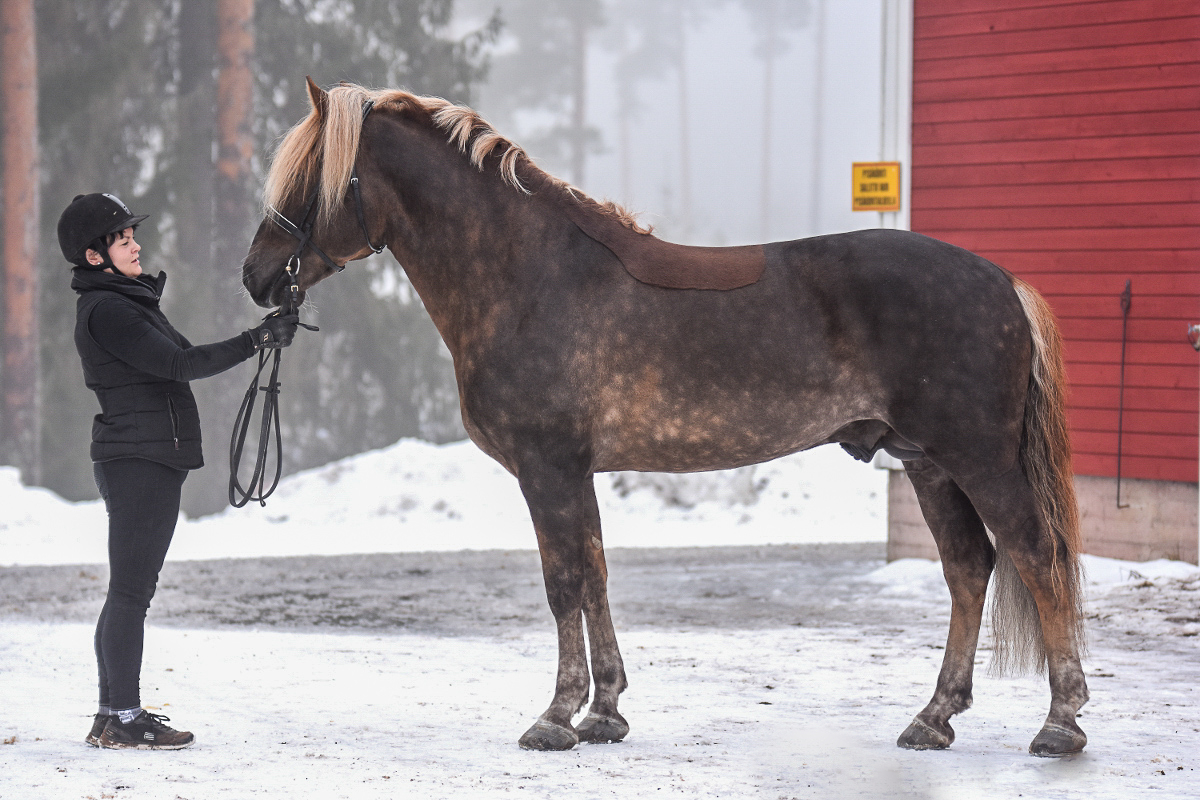 isä Myrskynhurma (kuva lainattu hevosen sivulta)