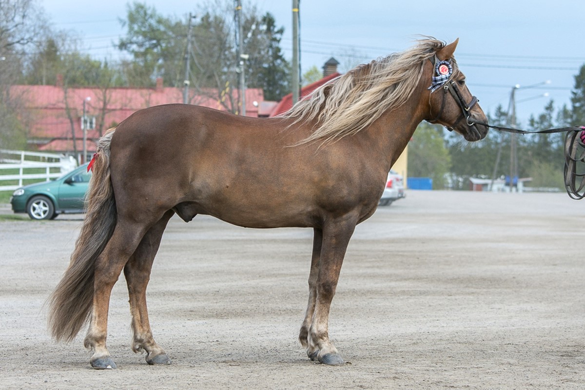 isä Kastehelmen Tihutyö (kuva lainattu hevosen sivulta)